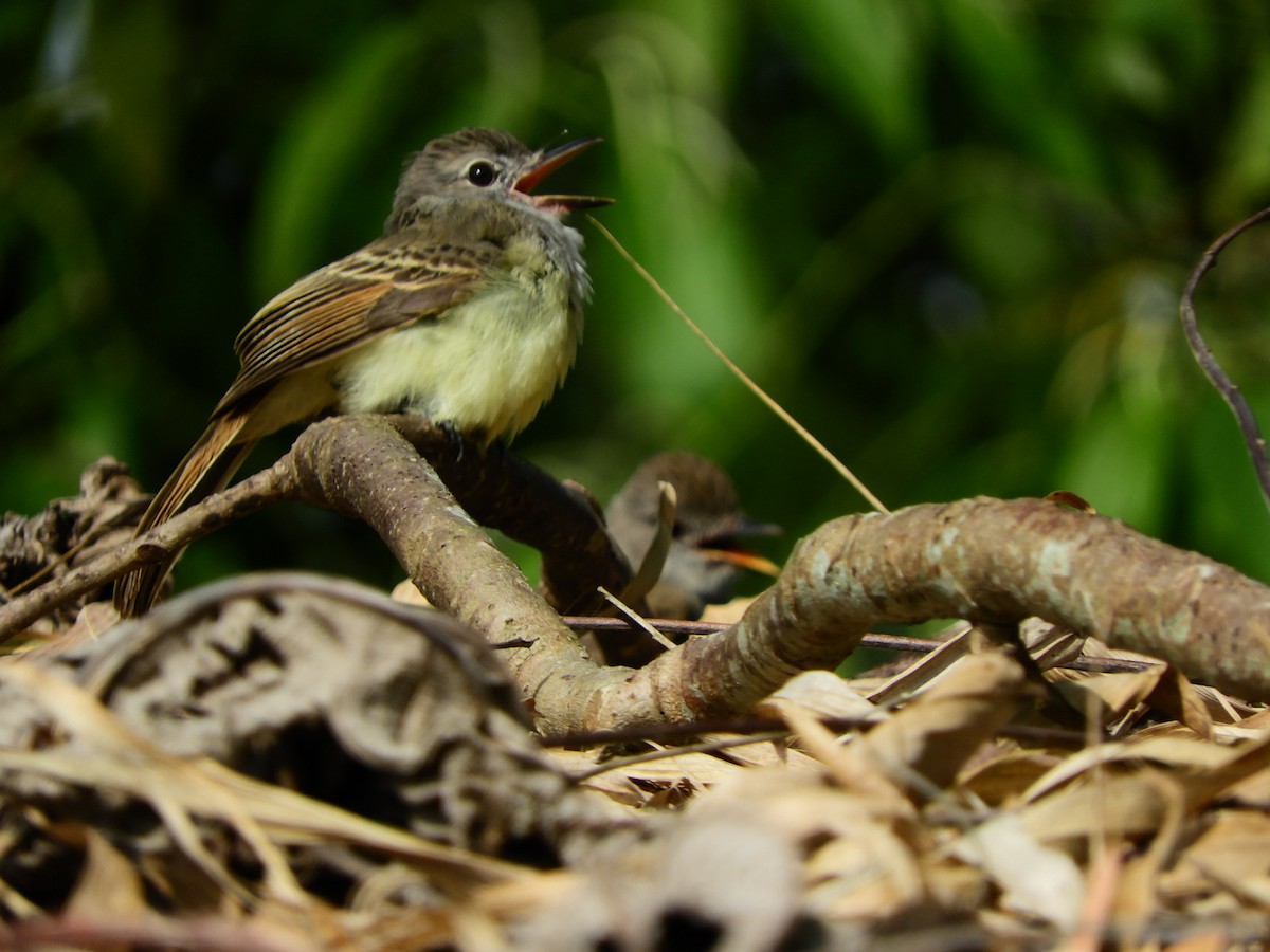 Myiarchus sp. - ML233403161