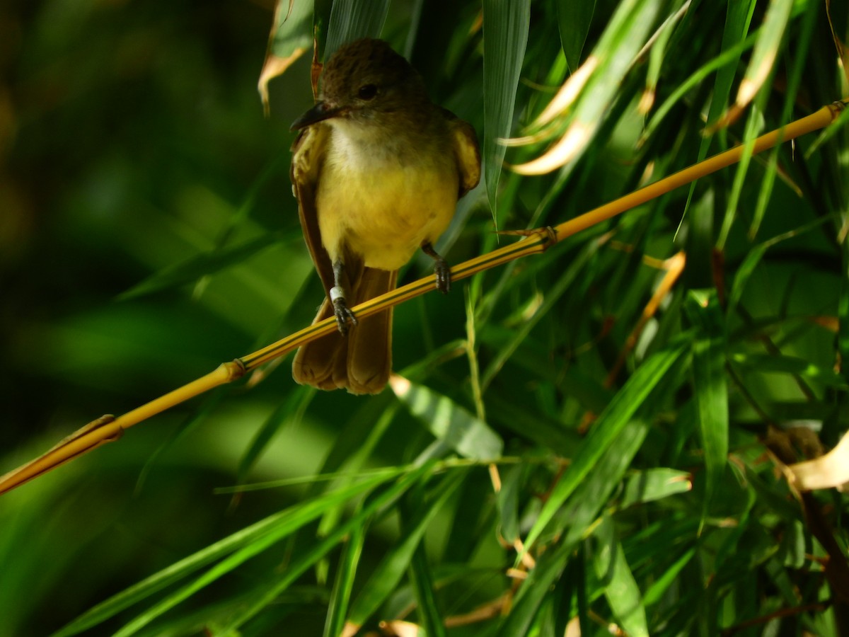 Myiarchus sp. - ML233403231