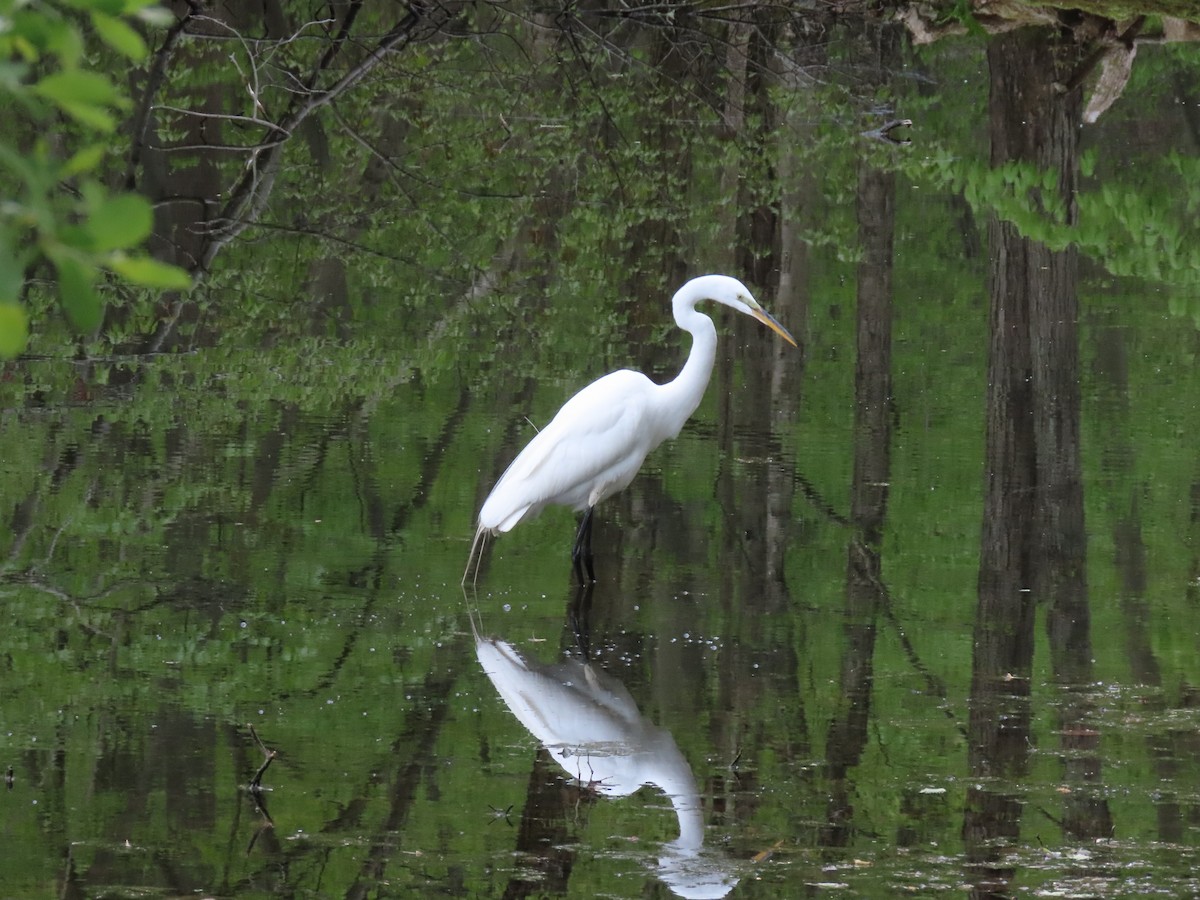 Great Egret - ML233403901