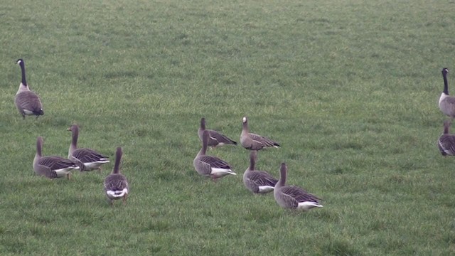 Lesser White-fronted Goose - ML233404061