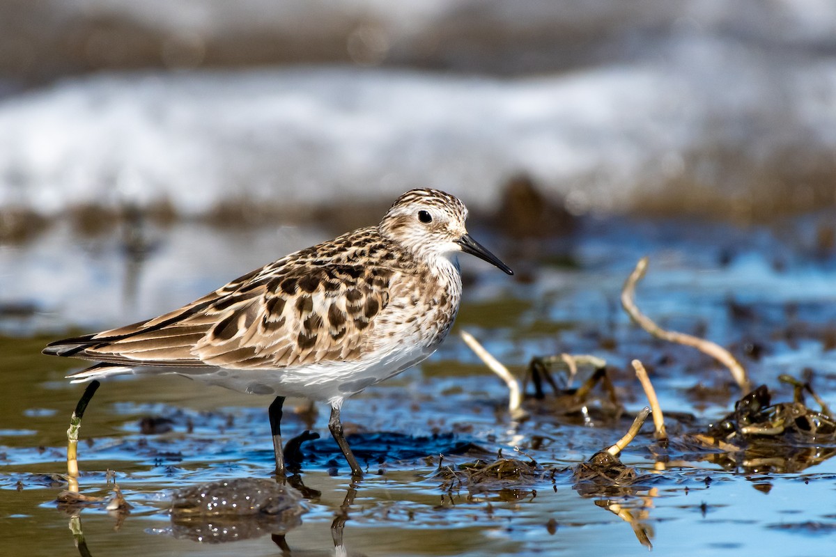 Baird's Sandpiper - ML233404261