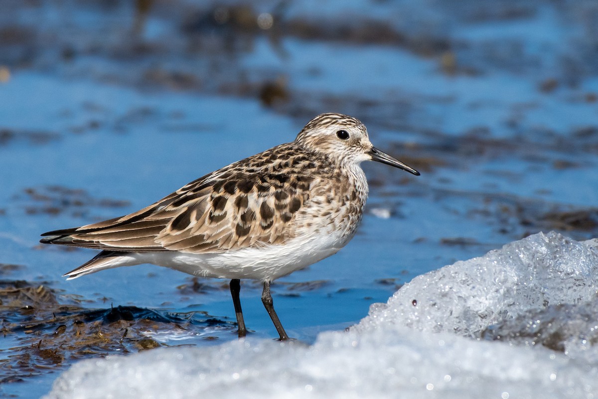 Baird's Sandpiper - ML233404341