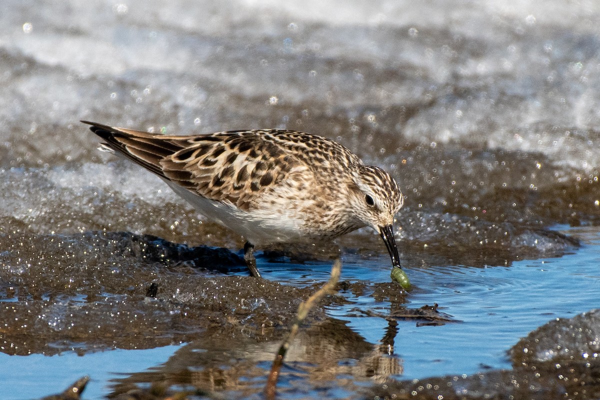 Baird's Sandpiper - ML233404411