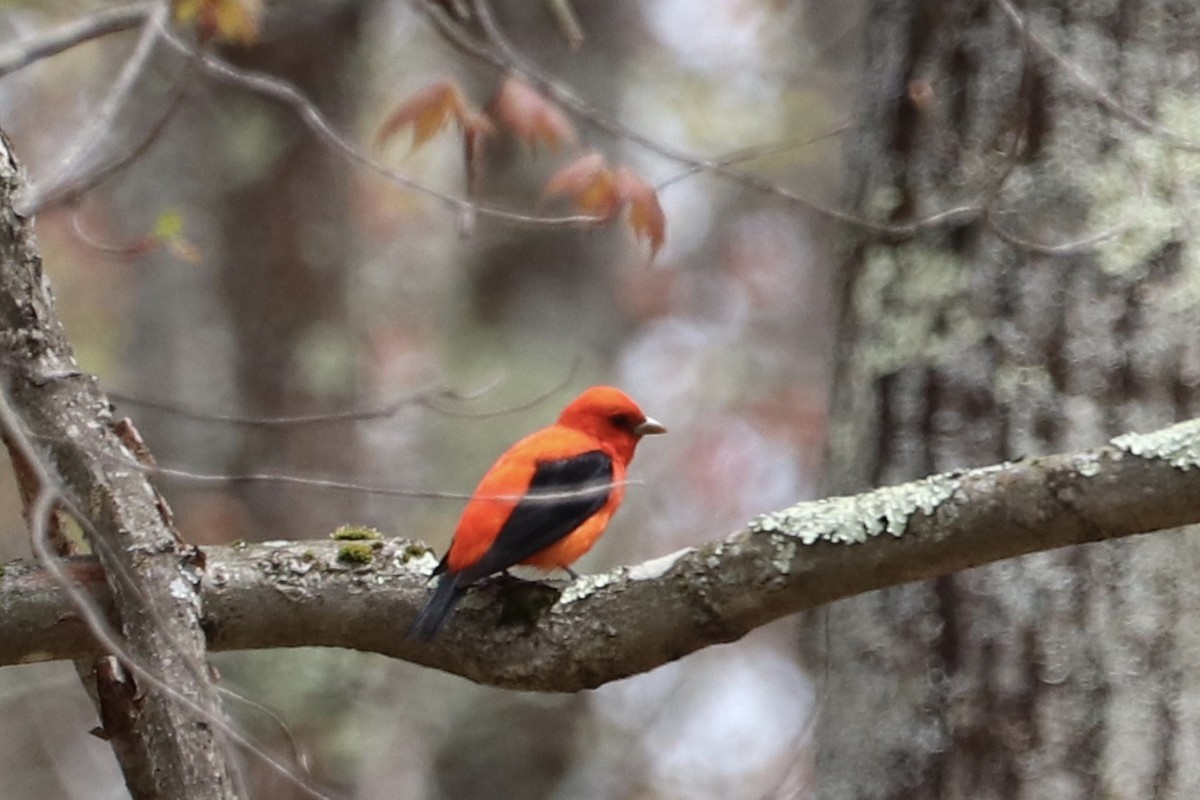 Scarlet Tanager - ML233405091