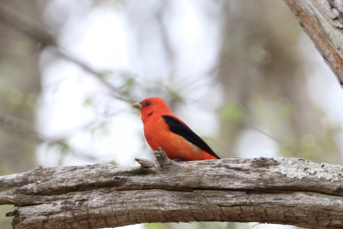 Scarlet Tanager - ML233405101