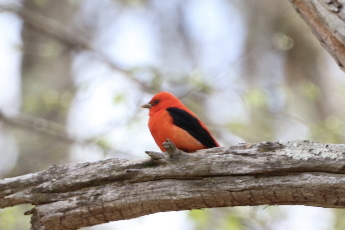 Scarlet Tanager - ML233405111
