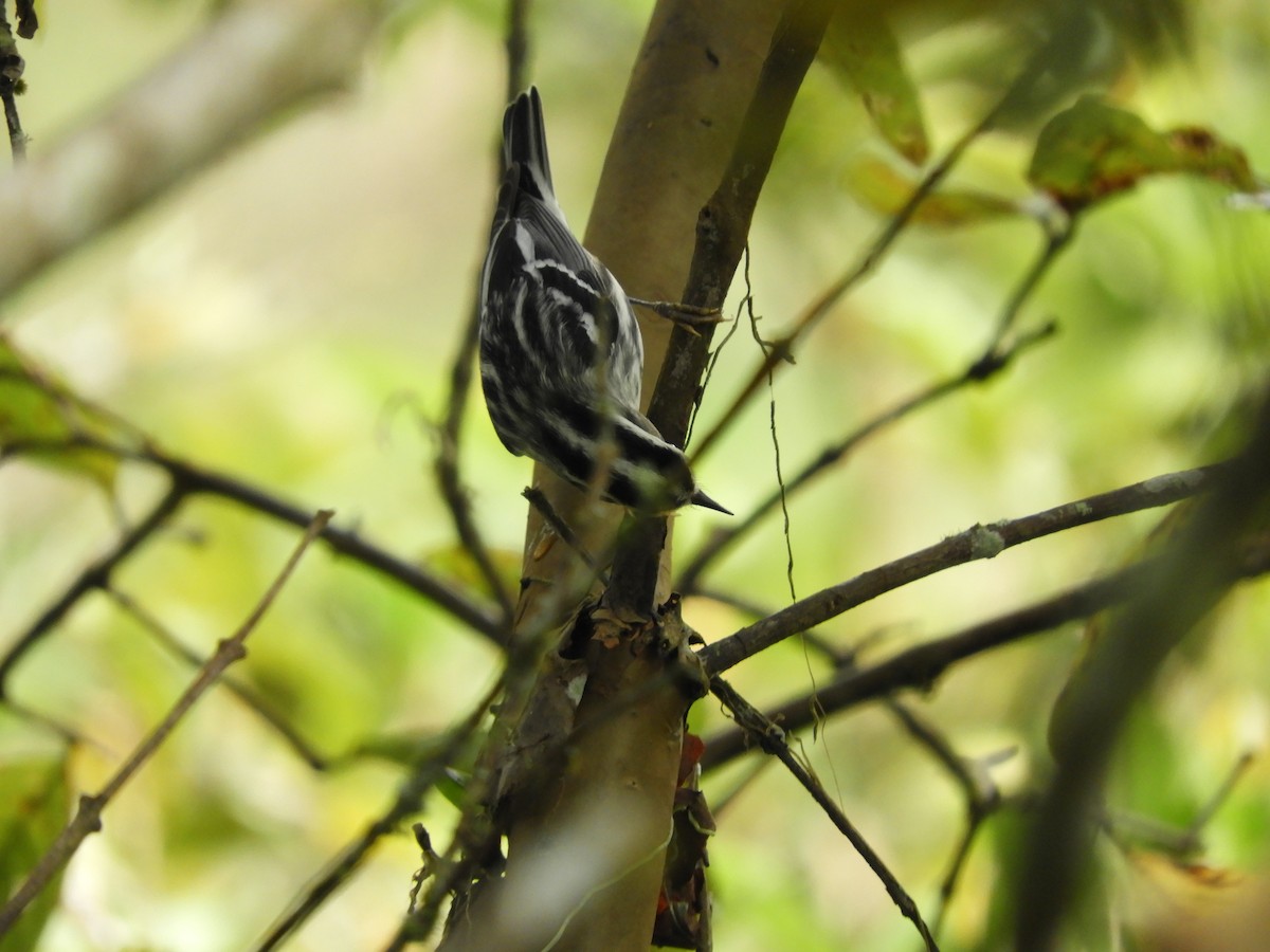 Black-and-white Warbler - Kenyi Paolo Pérez Acevedo