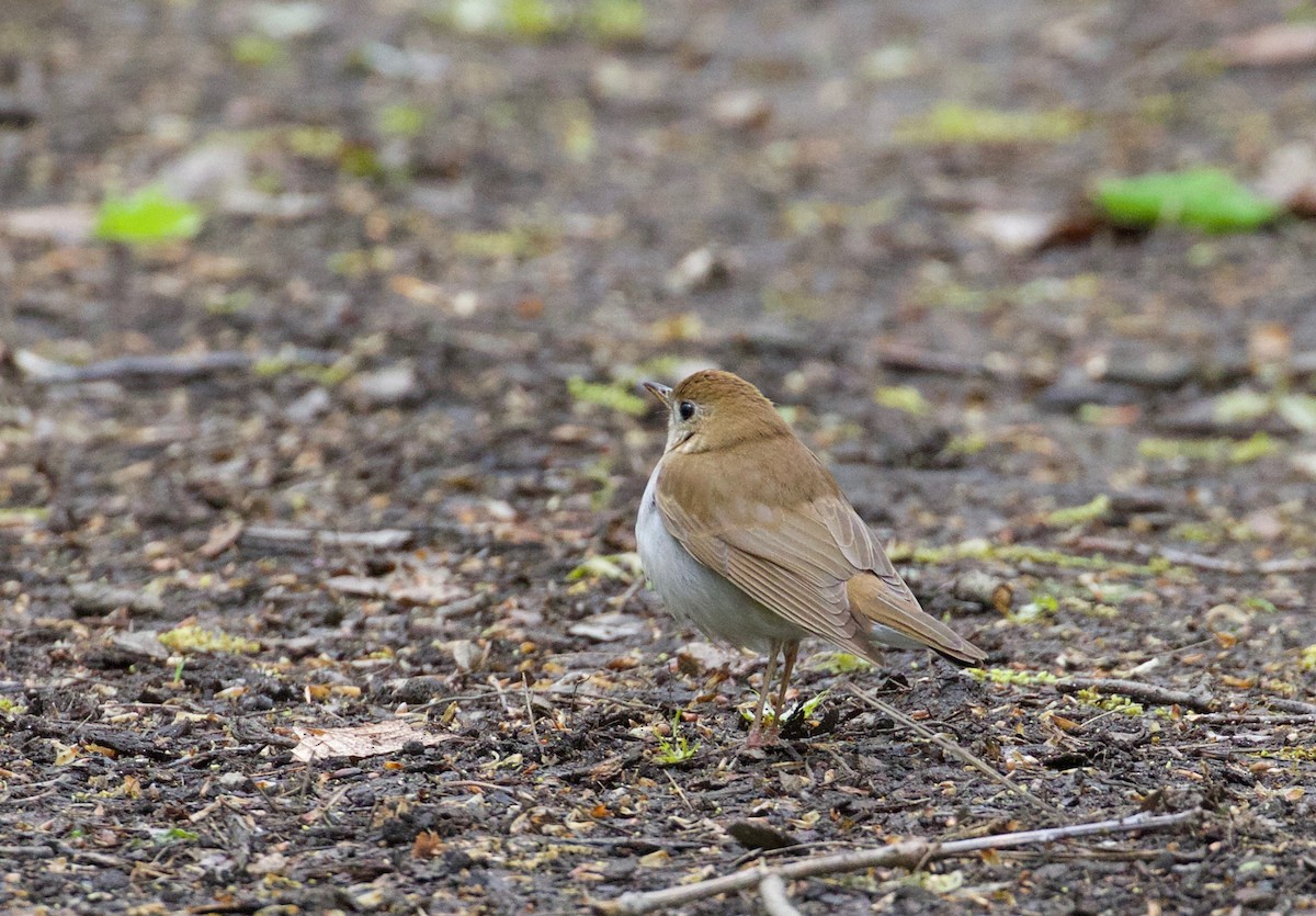 Veery - ML233405271