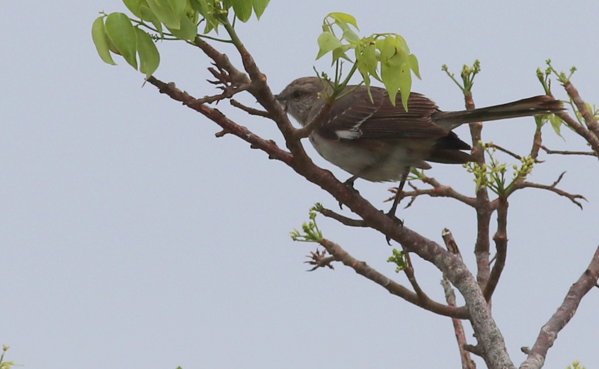 Northern Mockingbird - ML233405611