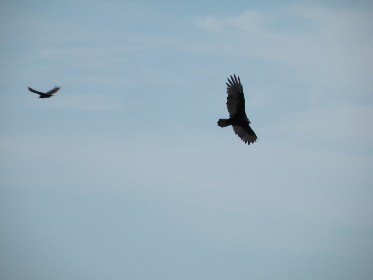 Turkey Vulture - ML233406261