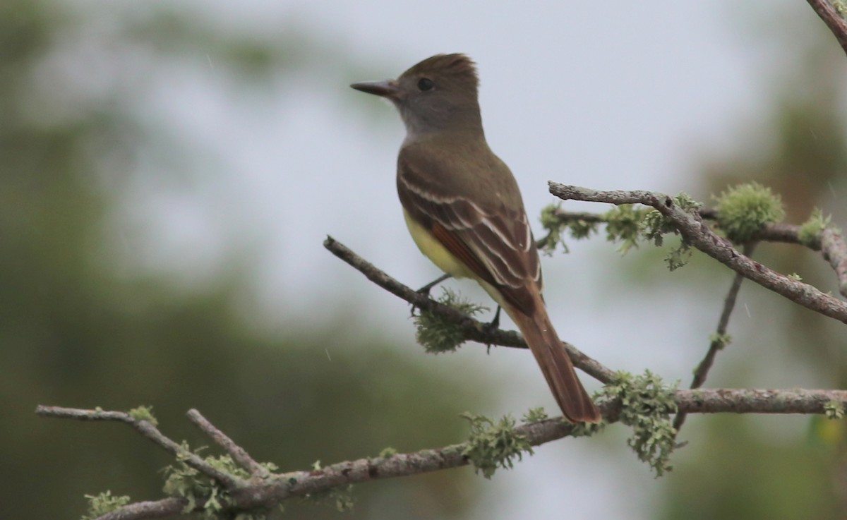 Great Crested Flycatcher - ML233406861