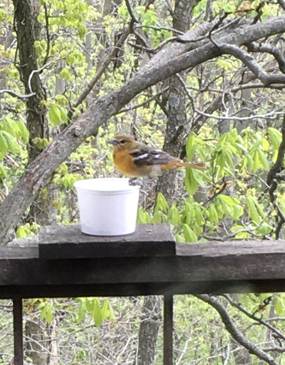 Baltimore Oriole - Delores Ranshaw