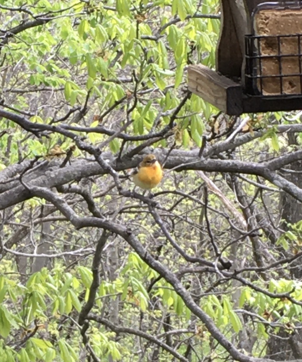 Baltimore Oriole - Delores Ranshaw