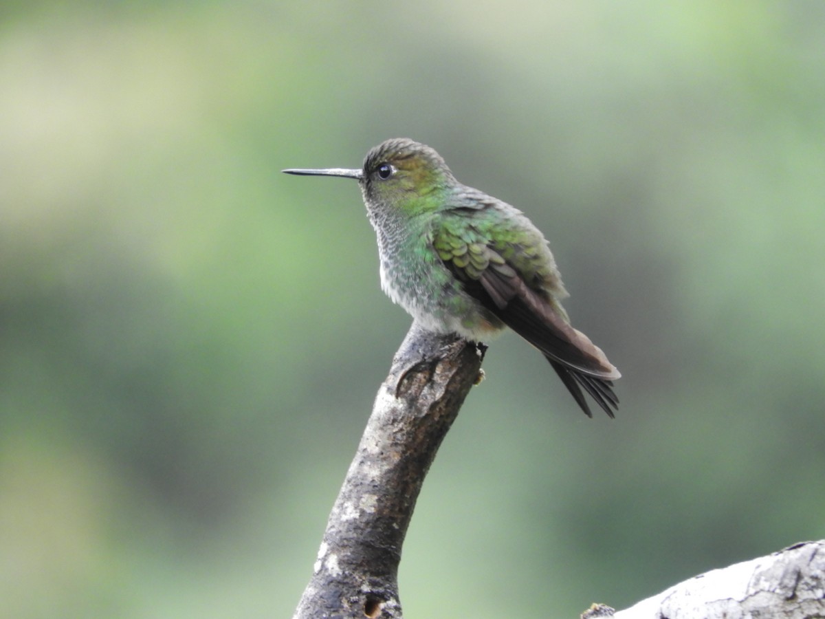 kolibřík zelenkavý - ML233407661