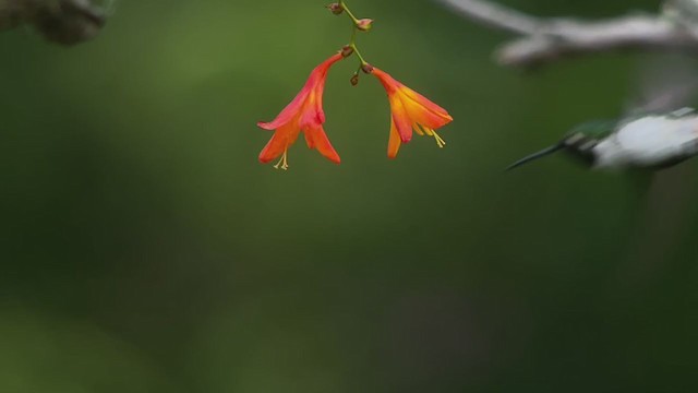 Colibrí de Mulsant - ML233407841