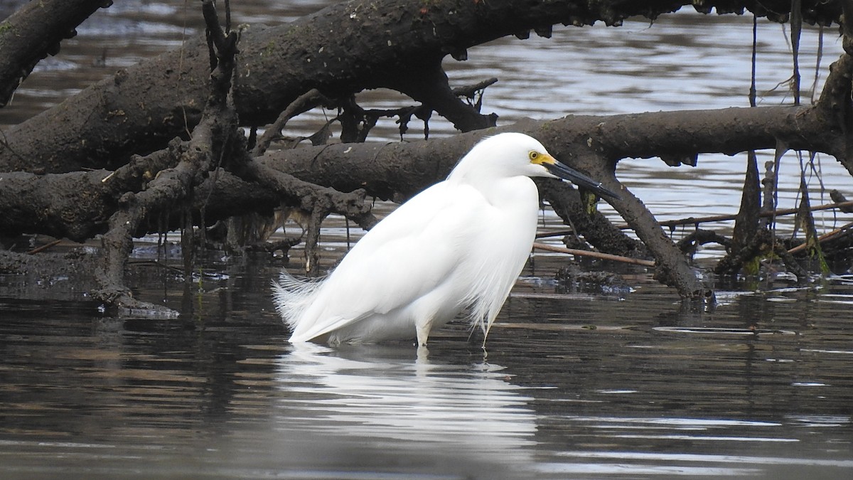 Snowy Egret - Vincent Glasser