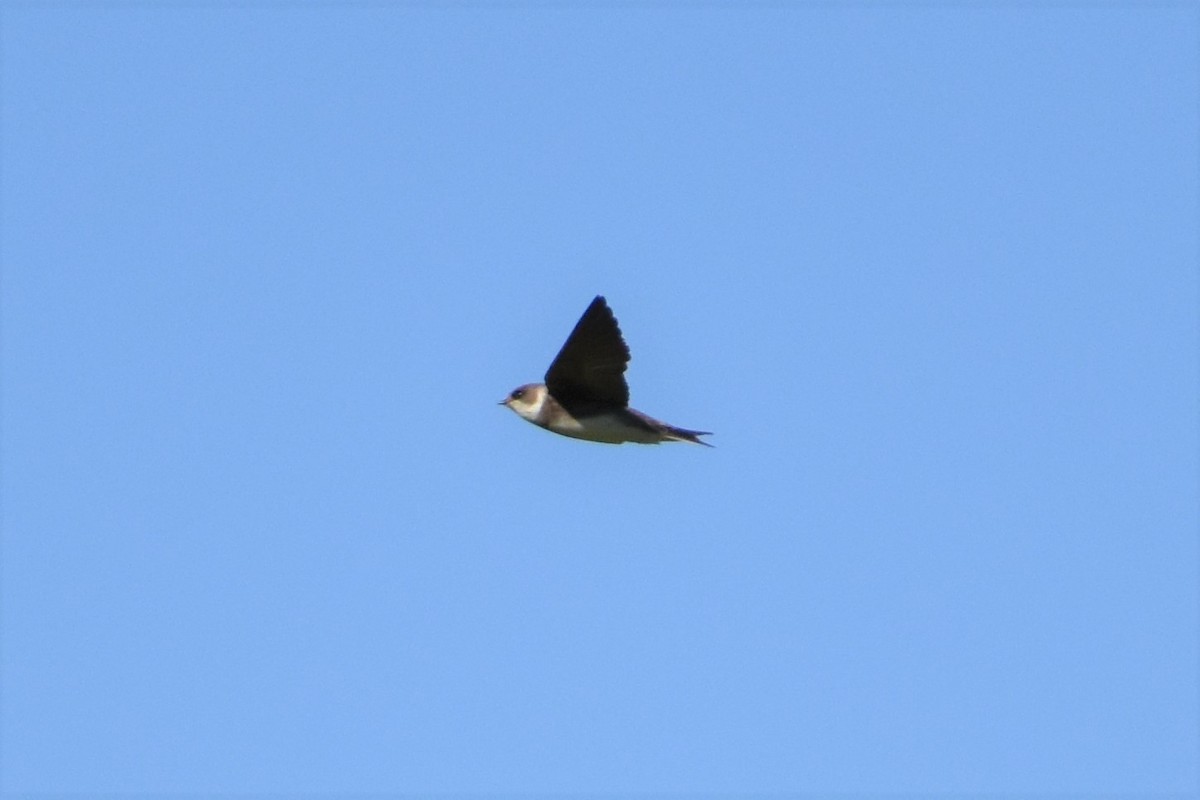Bank Swallow - ML233409351