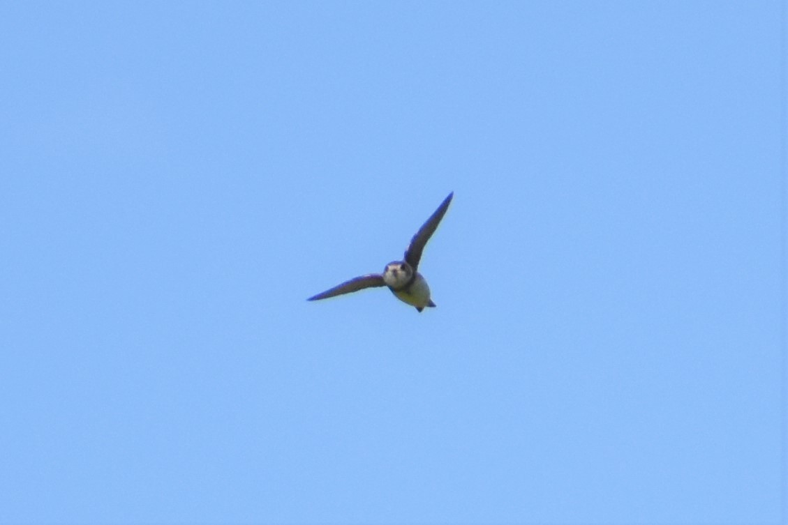 Bank Swallow - ML233409381