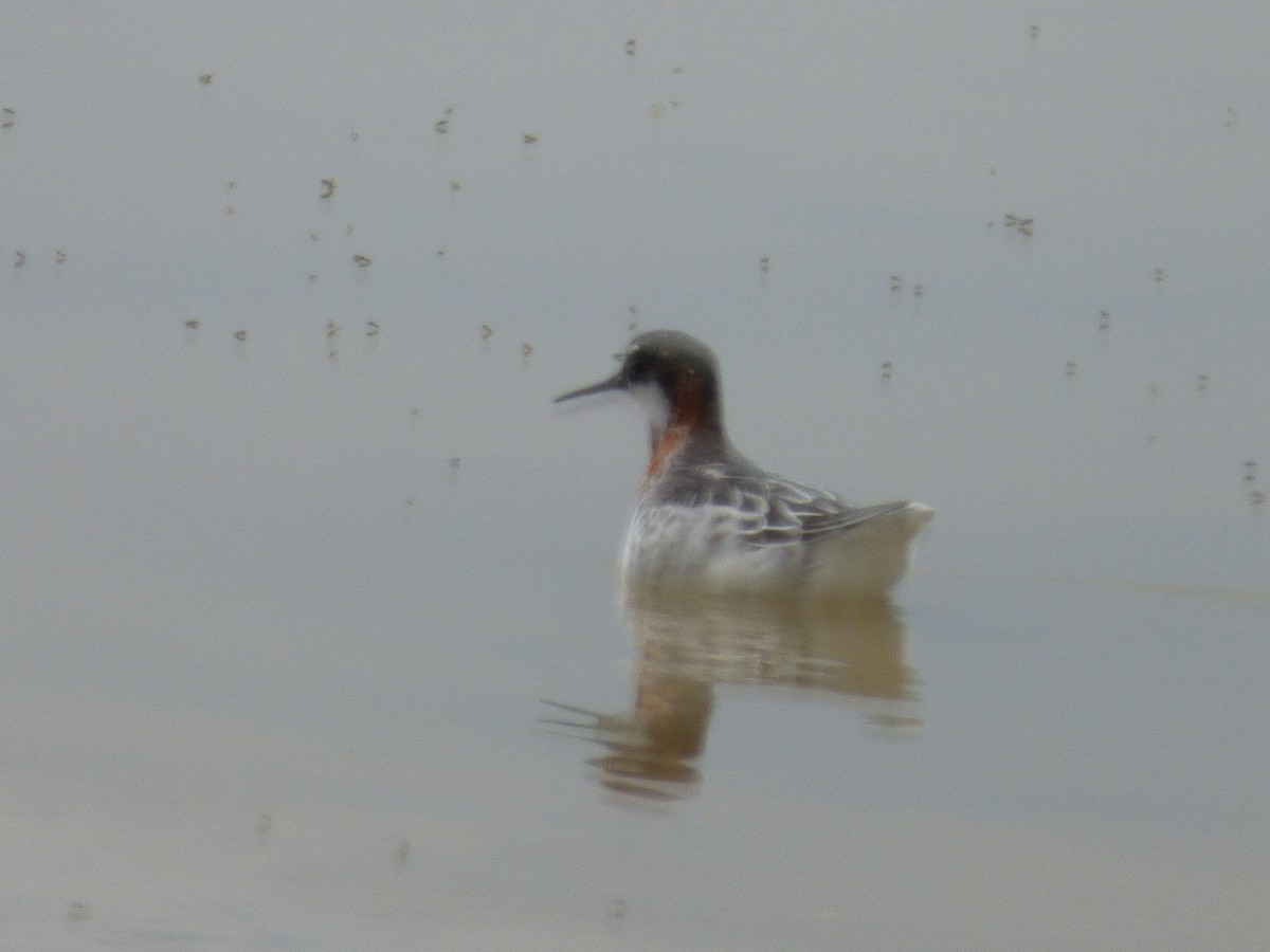 Red-necked Phalarope - ML233410281