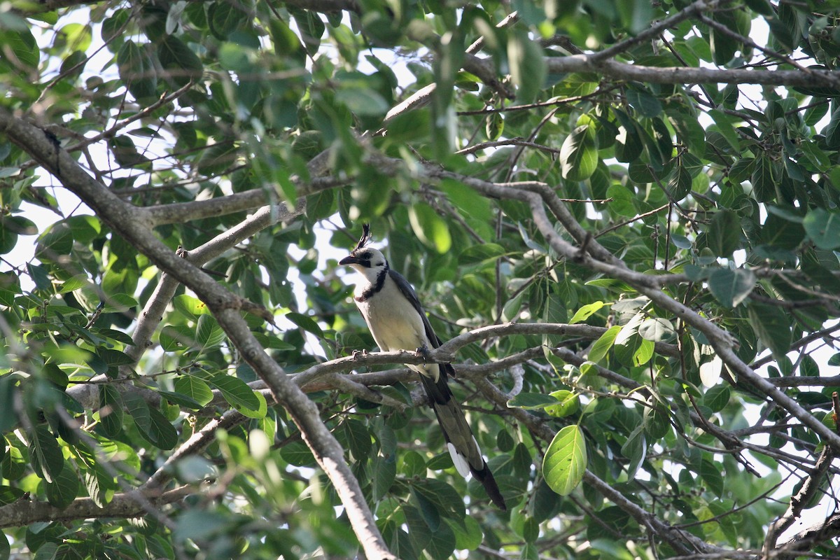 White-throated Magpie-Jay - ML233411011