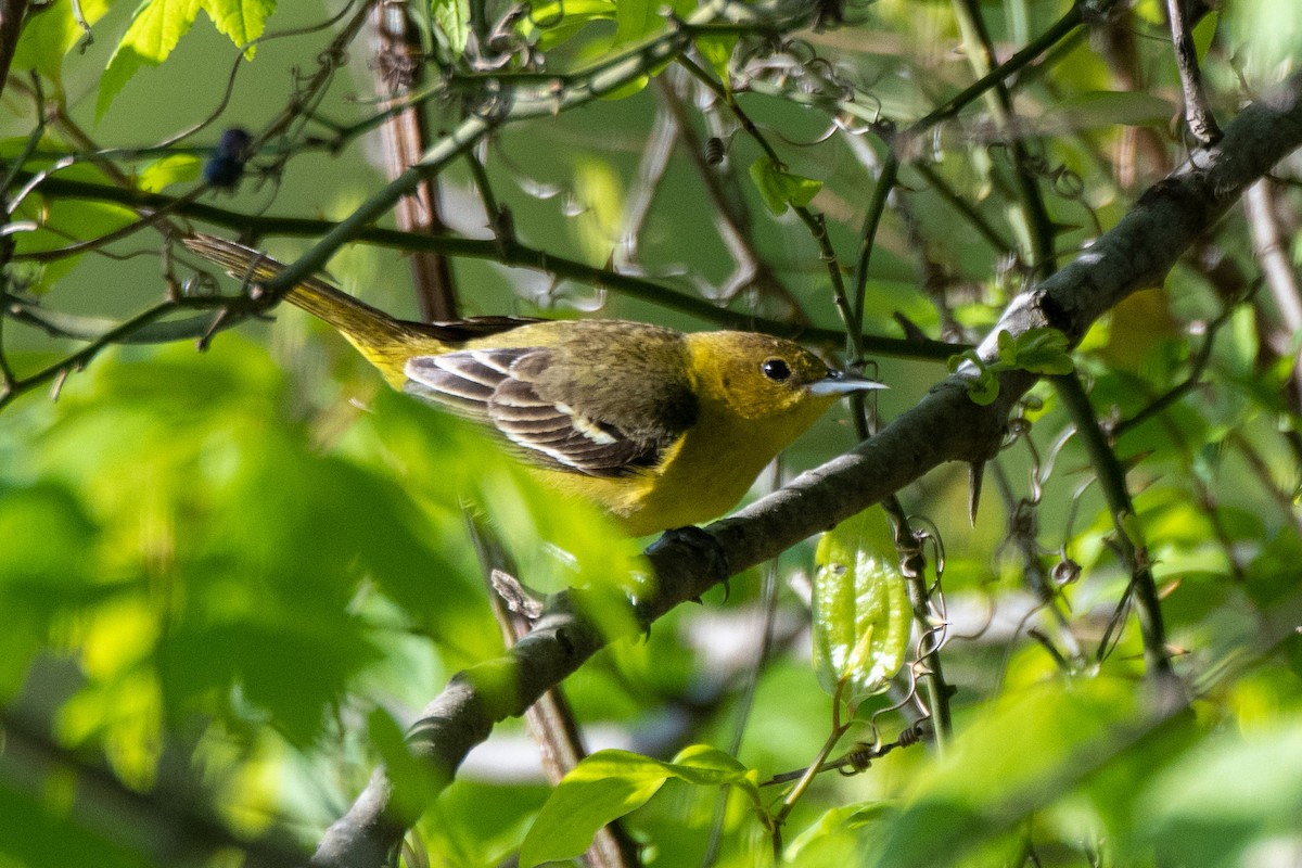 Orchard Oriole - ML233412311