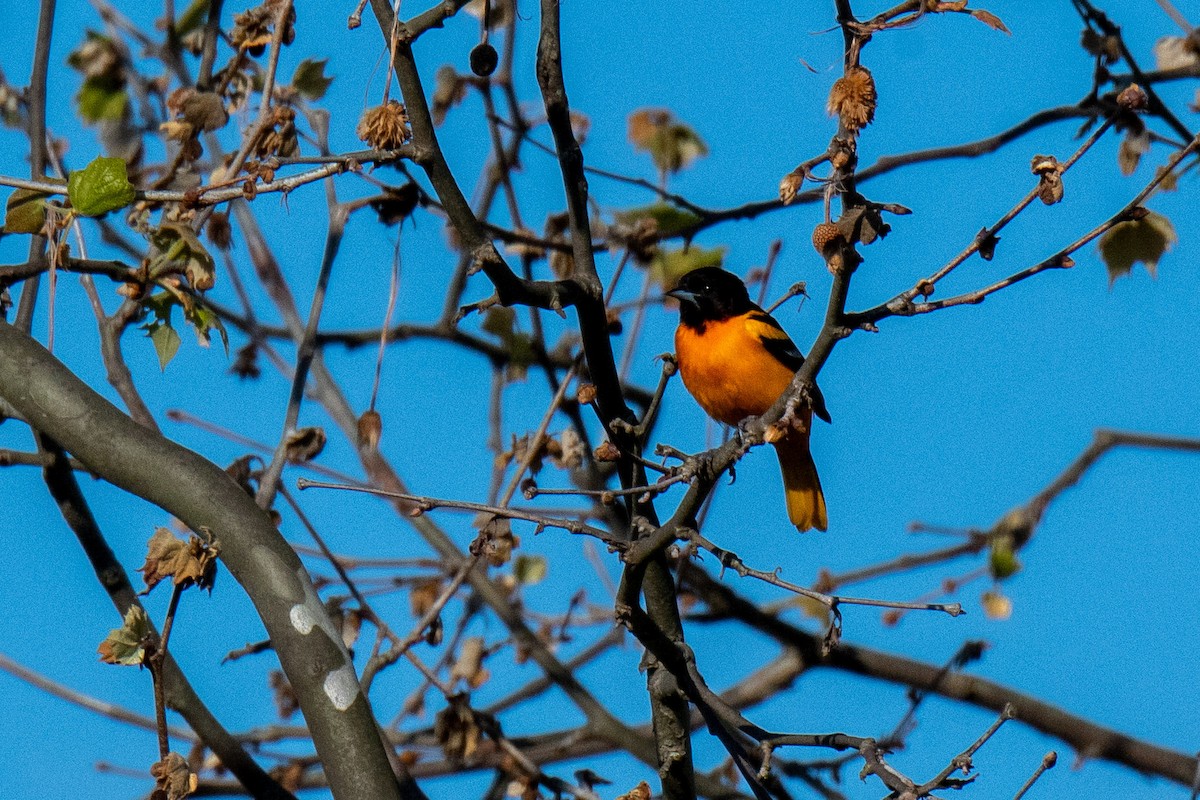 Baltimore Oriole - ML233412351