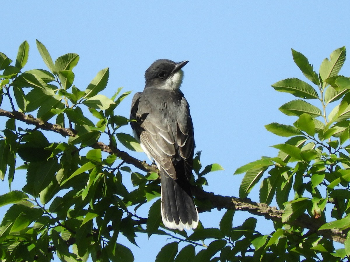 Eastern Kingbird - ML233412381