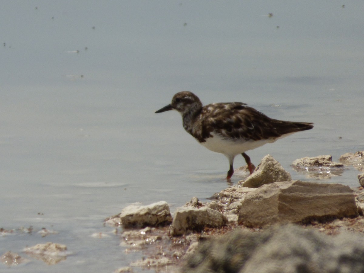 Ruddy Turnstone - Tarra Lindo