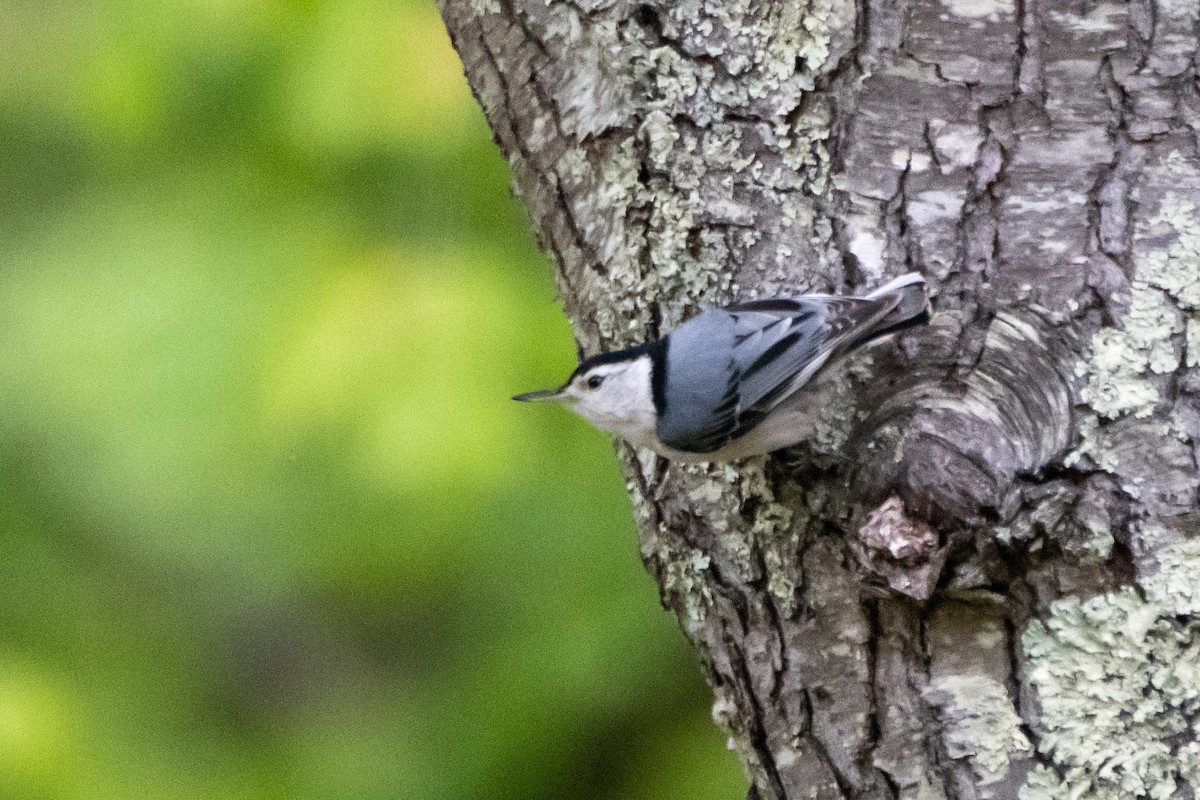 White-breasted Nuthatch - ML233413131