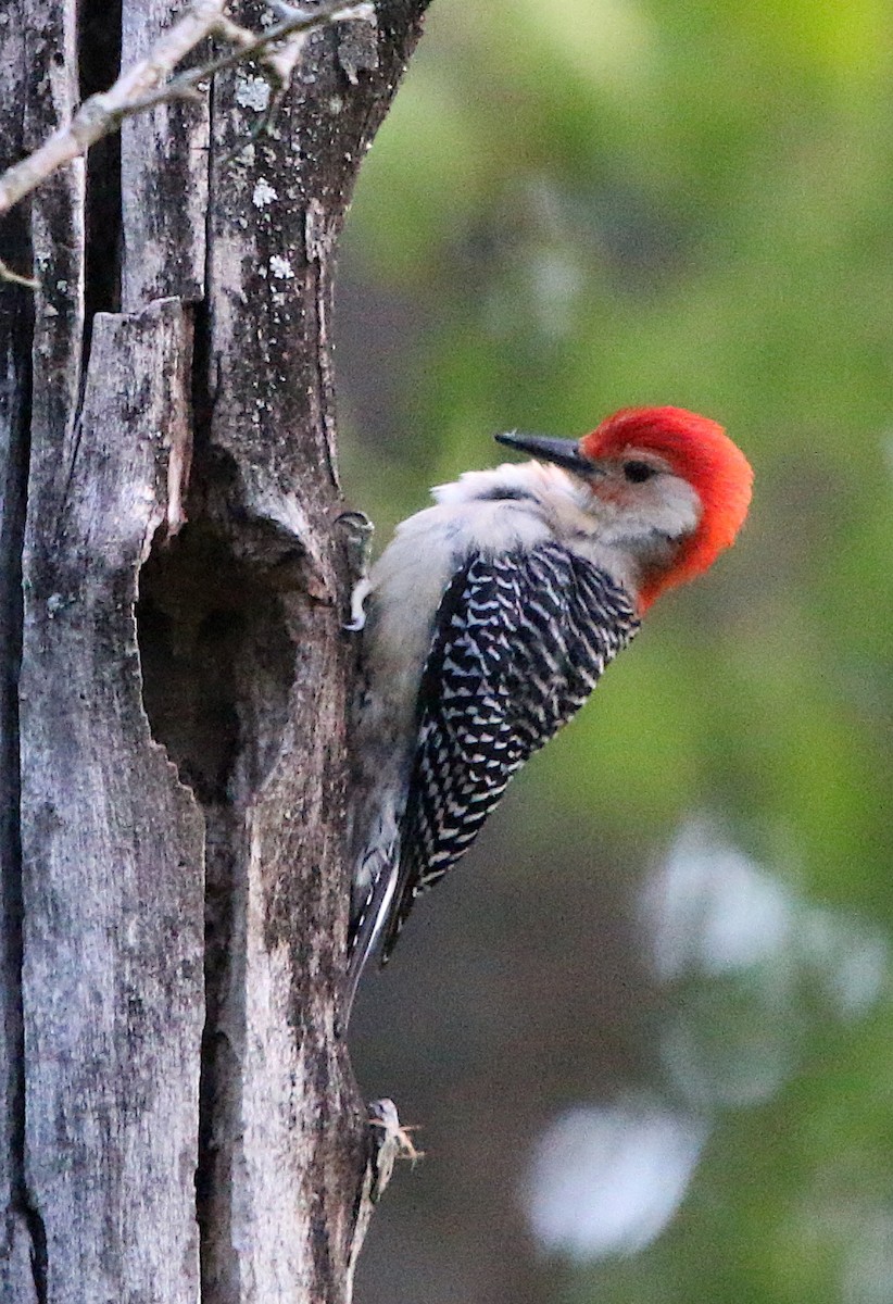 Red-bellied Woodpecker - ML233413241