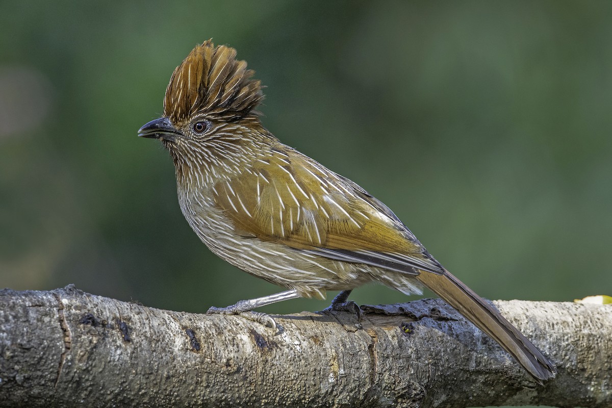 Striated Laughingthrush - Aseem Kothiala