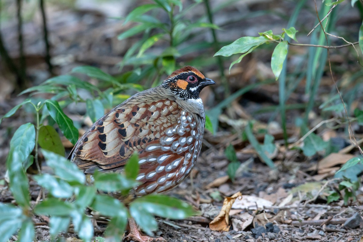 Hill Partridge - Aseem Kothiala