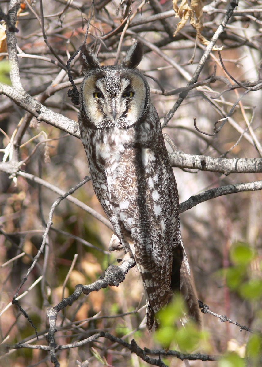 Long-eared Owl - Craig Salisbury