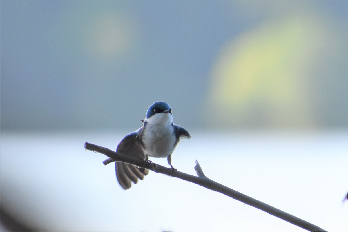 Tree Swallow - ML233414691