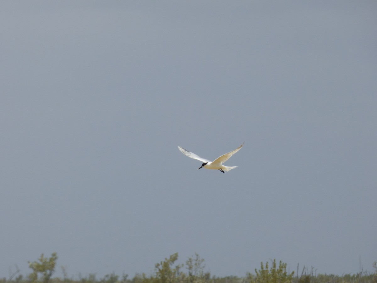 Sandwich Tern - ML233415281