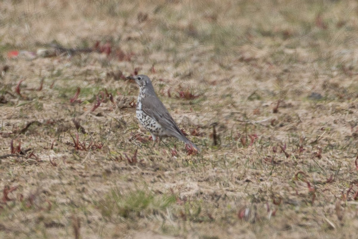 Mistle Thrush - ML233415311