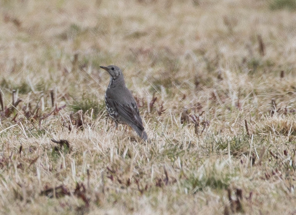 Mistle Thrush - Raymond  Birkelund