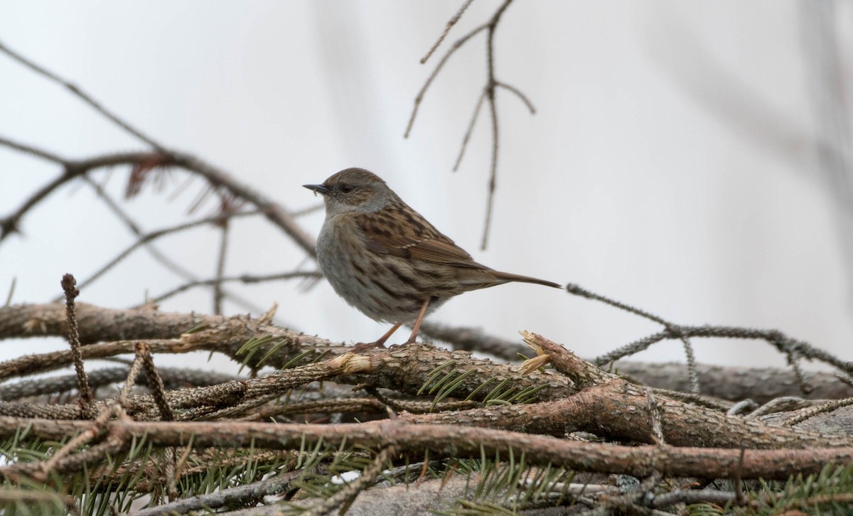 Dunnock - ML233415751