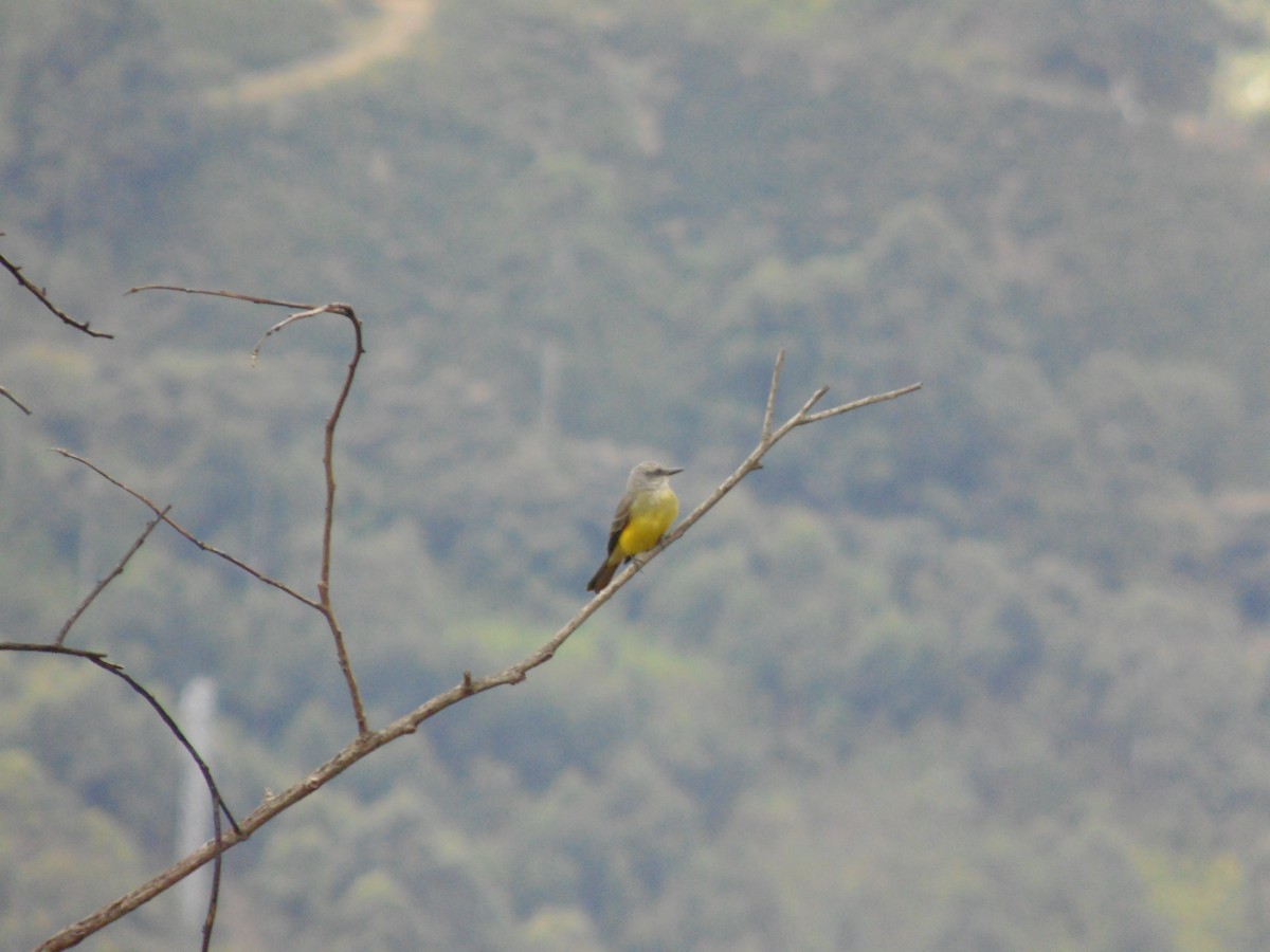 Tropical Kingbird - ML233415931