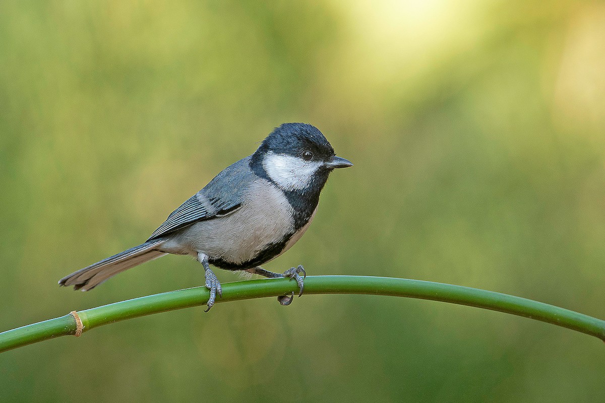 Cinereous Tit - Aseem Kothiala