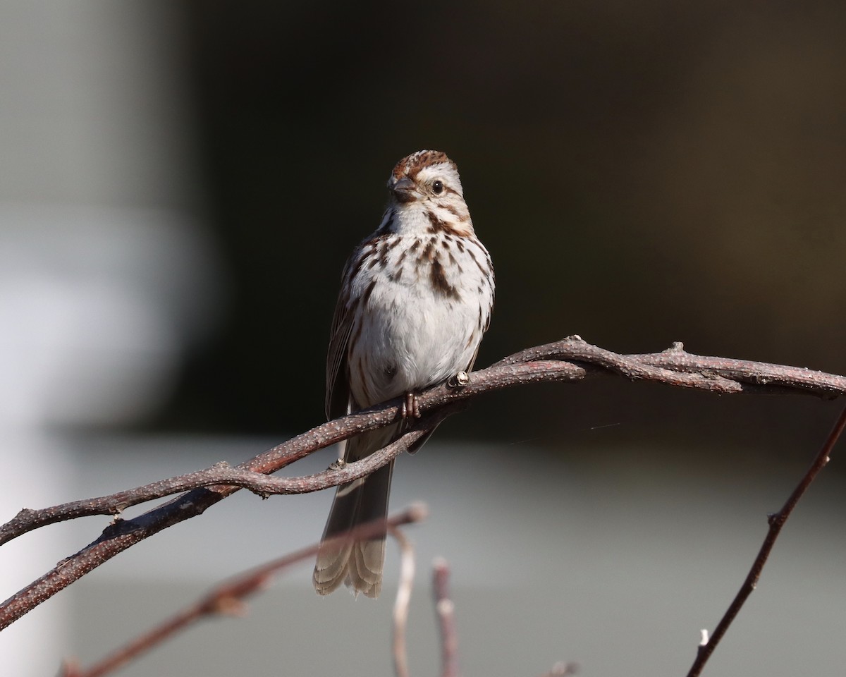 Song Sparrow - ML233417621