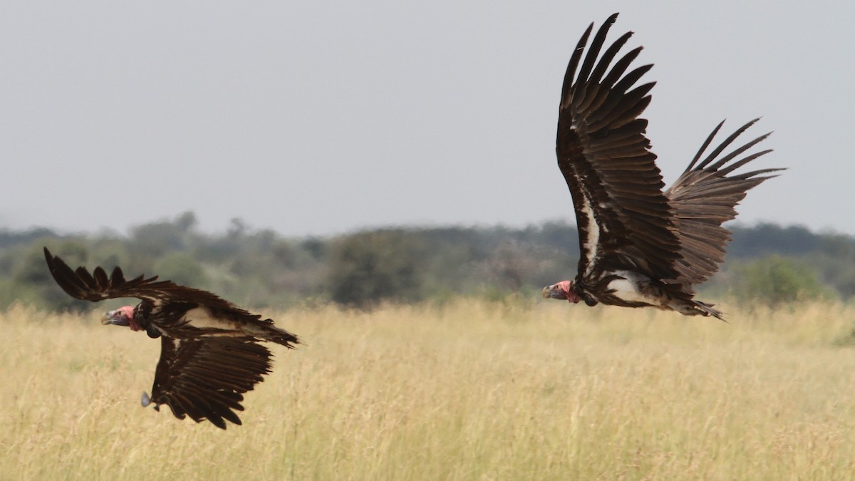 Lappet-faced Vulture - Daniel Jauvin