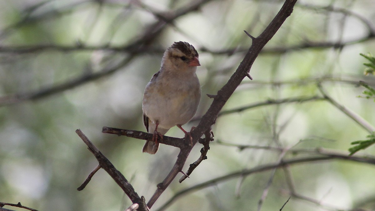 Shaft-tailed Whydah - Daniel Jauvin