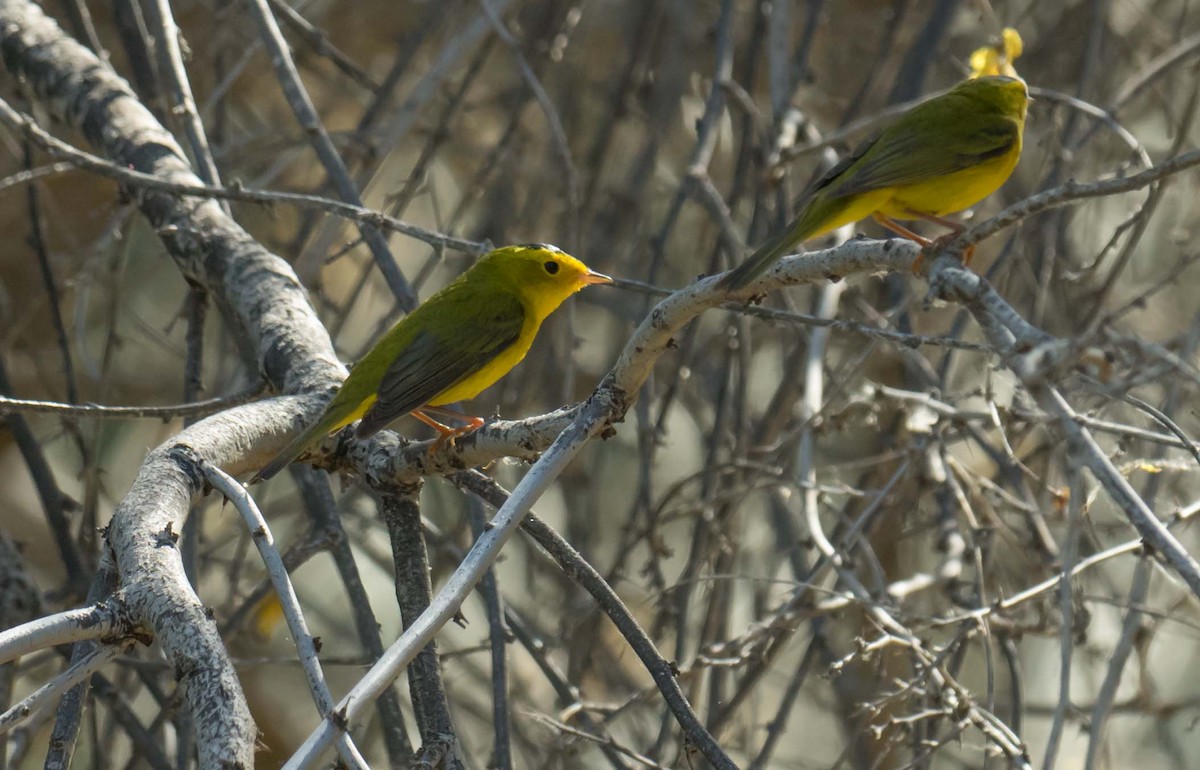 Wilson's Warbler - ML233420421