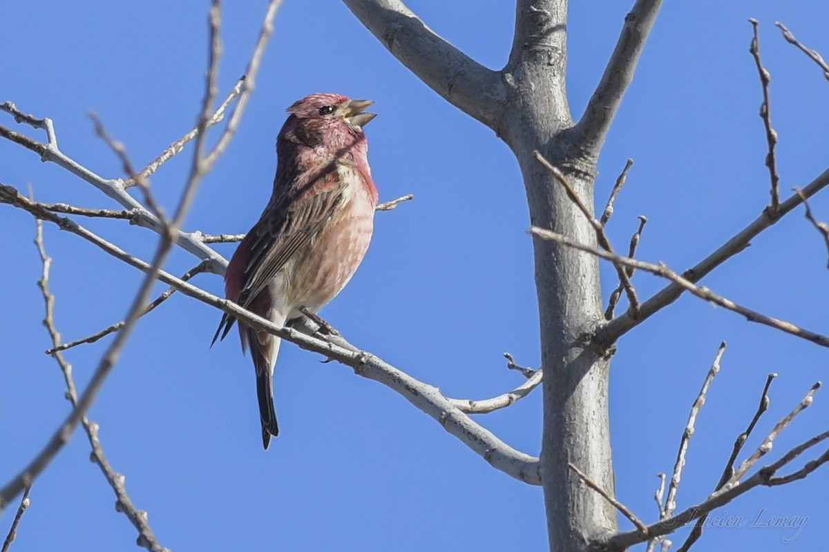 Purple Finch - ML233420981