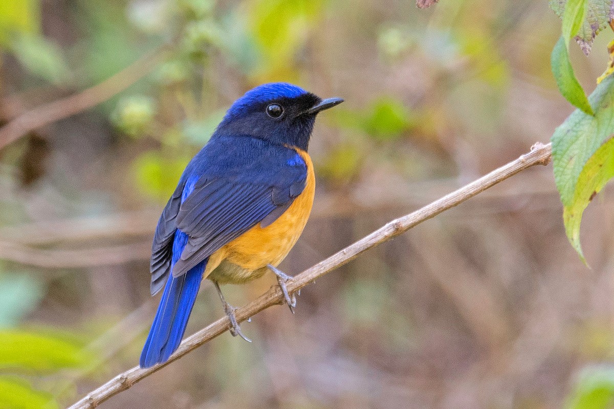 Rufous-bellied Niltava - Aseem Kothiala