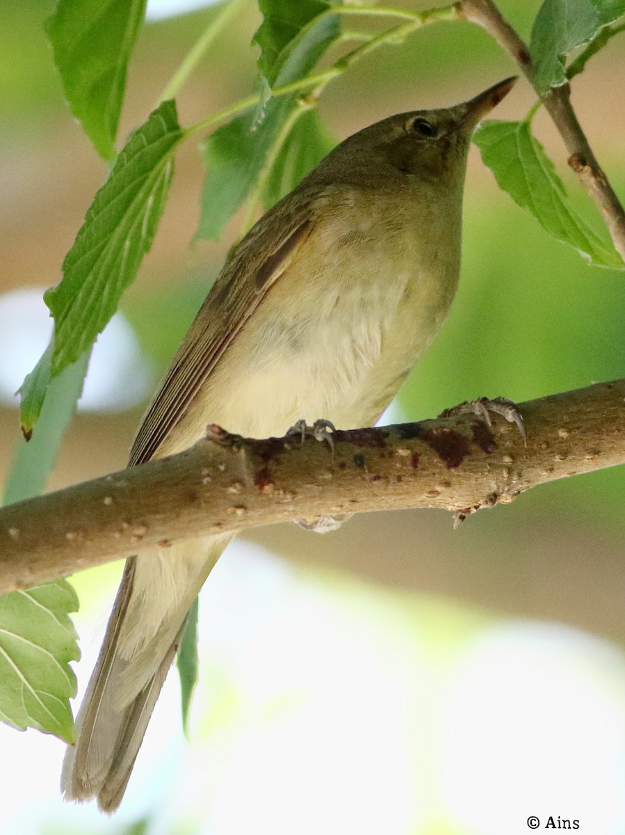 Blyth's Reed Warbler - Ains Priestman