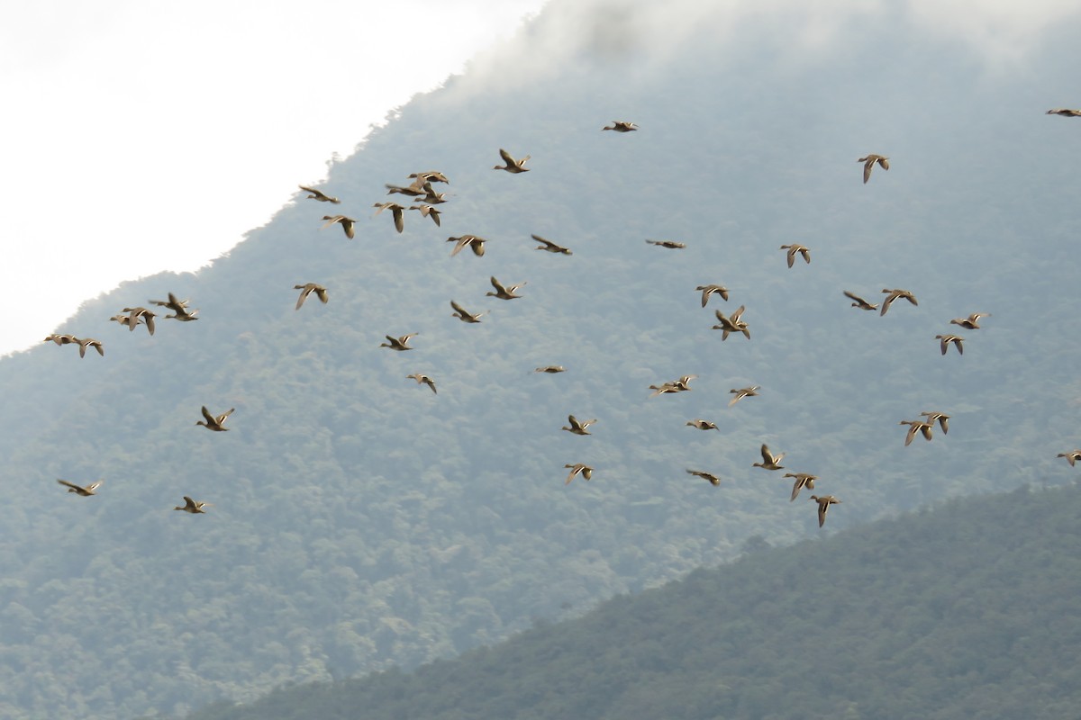 Yellow-billed Pintail - ML23342591