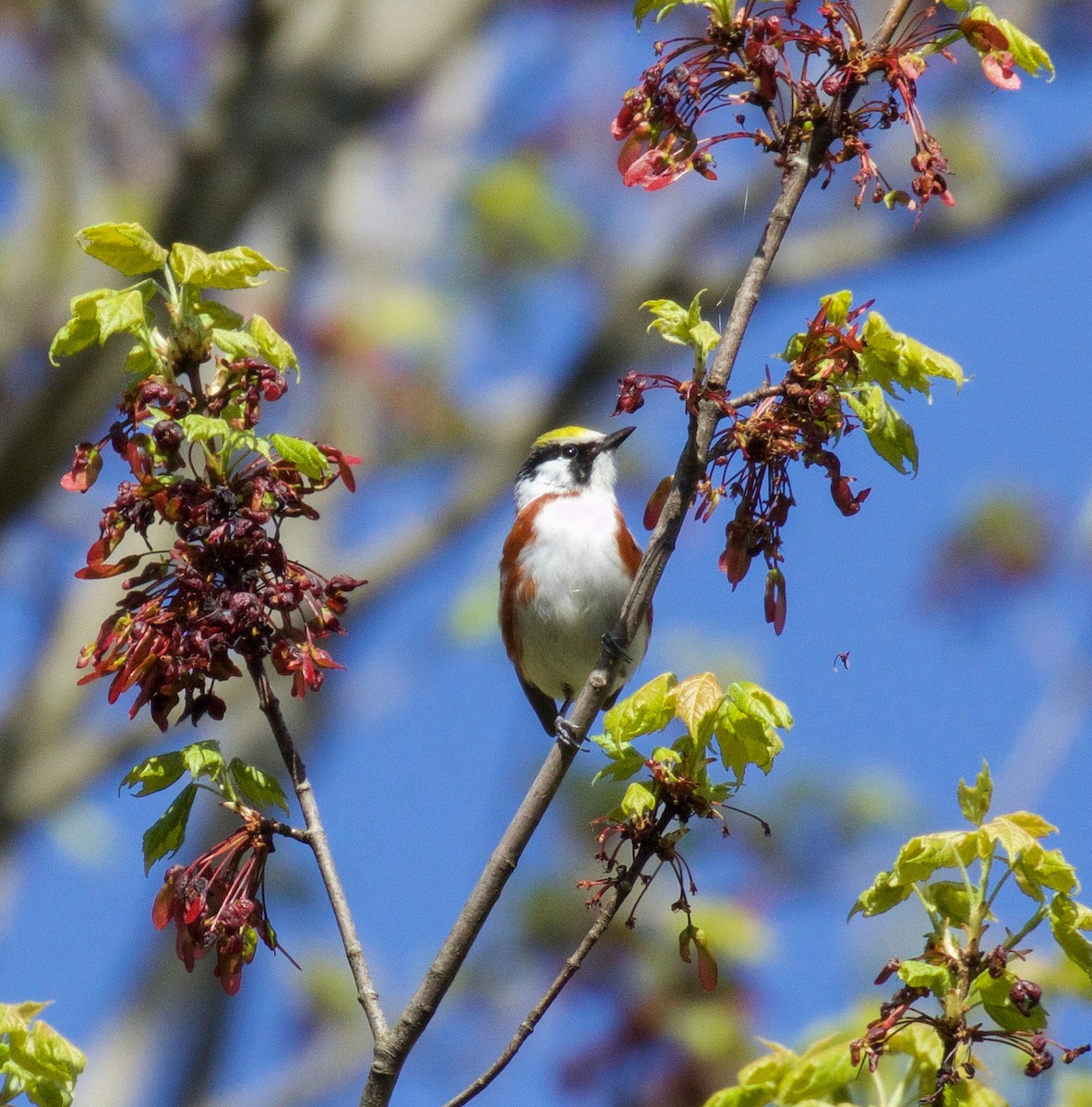 Chestnut-sided Warbler - ML233426261