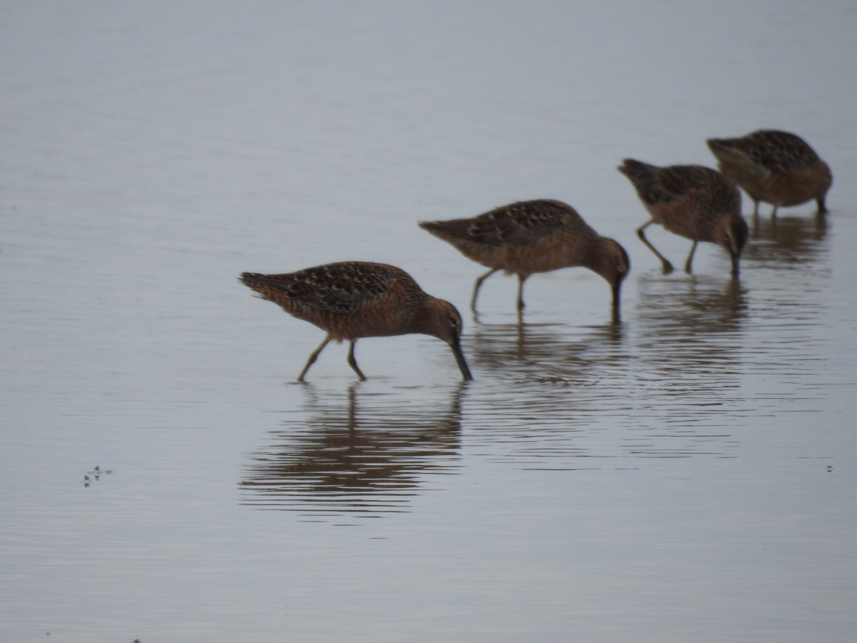 langnebbekkasinsnipe - ML233426371